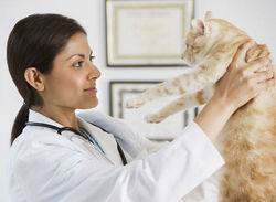 Cat Medication