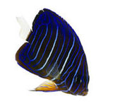 Fish Medicine