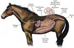 Horse Digestives
