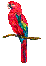 Bird Medicine