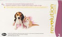 revolution puppy/kitten